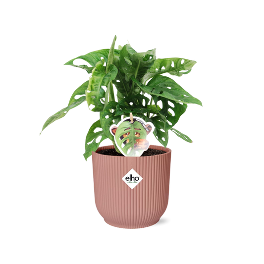 Monstera ‚Monkey Leaf‘ im ELHO Fold 14cm Topf rosa | Pflanzfix24