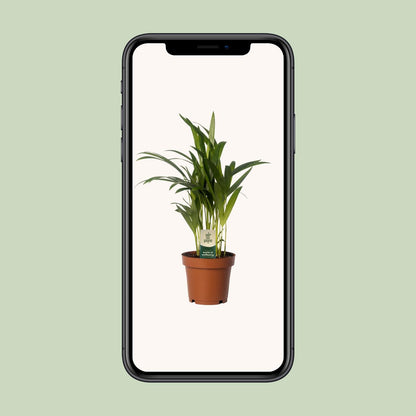 Dypsis Lutescens - Areca - Ø12cm - ↕40cm - Pflanzfix24