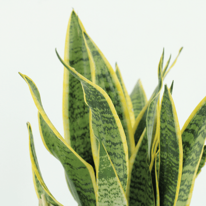 2x Sansevieria Laurentii - Frauenzunge - 40cm - ø14 bei Pflanzfix24.de - Pflanzfix24.de
