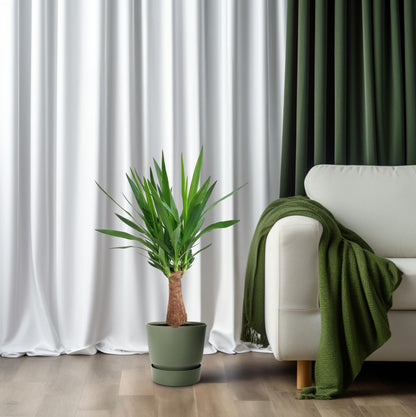 Yucca Maya Tree Ø19cm – 80cm hoch | Pflanzfix24.de - Pflanzfix24.de