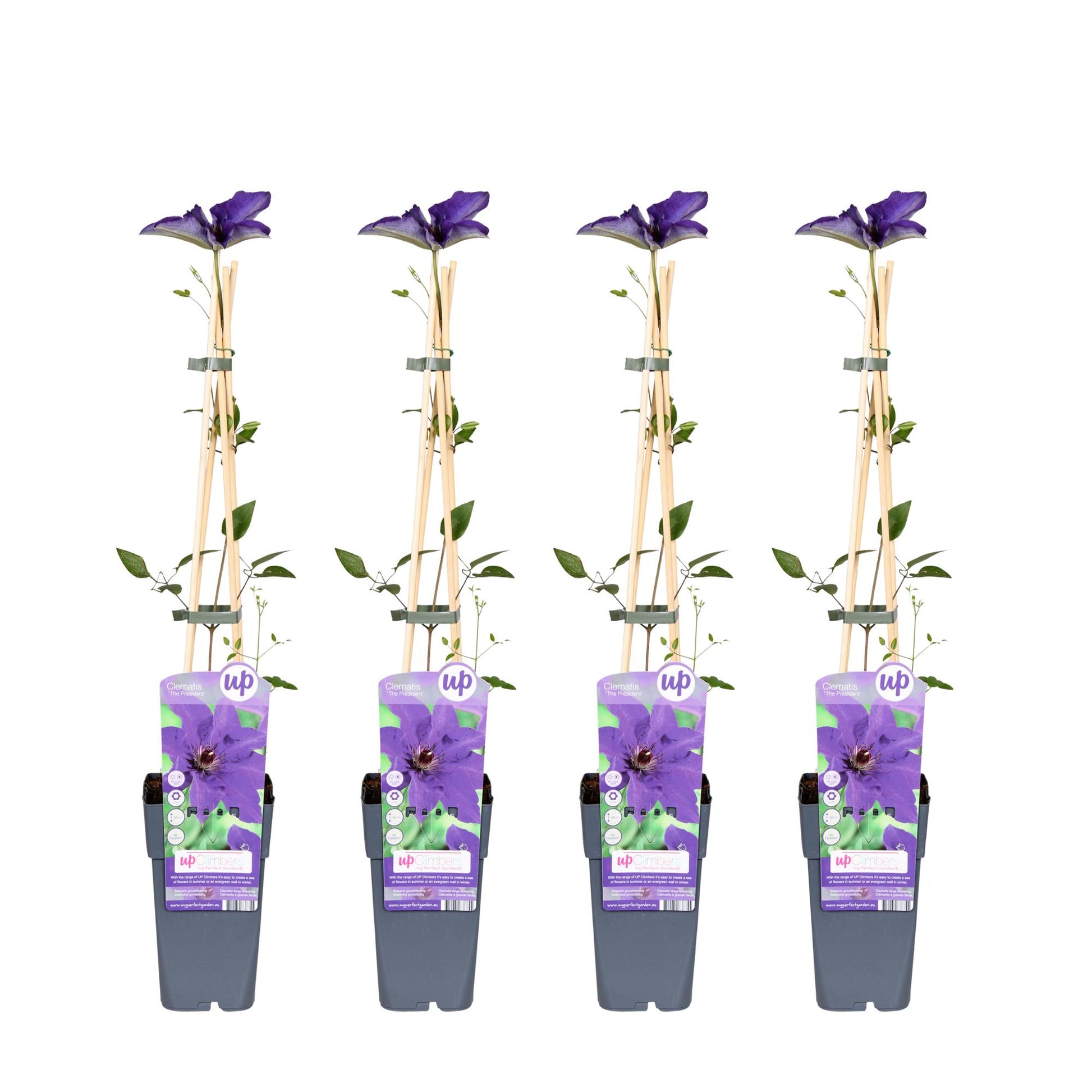 4x - Clematis The President - ↨65cm - Ø15 - Pflanzfix24.de - Pflanzfix24.de