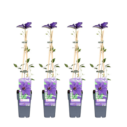 4x - Clematis The President - ↨65cm - Ø15 - Pflanzfix24.de - Pflanzfix24.de
