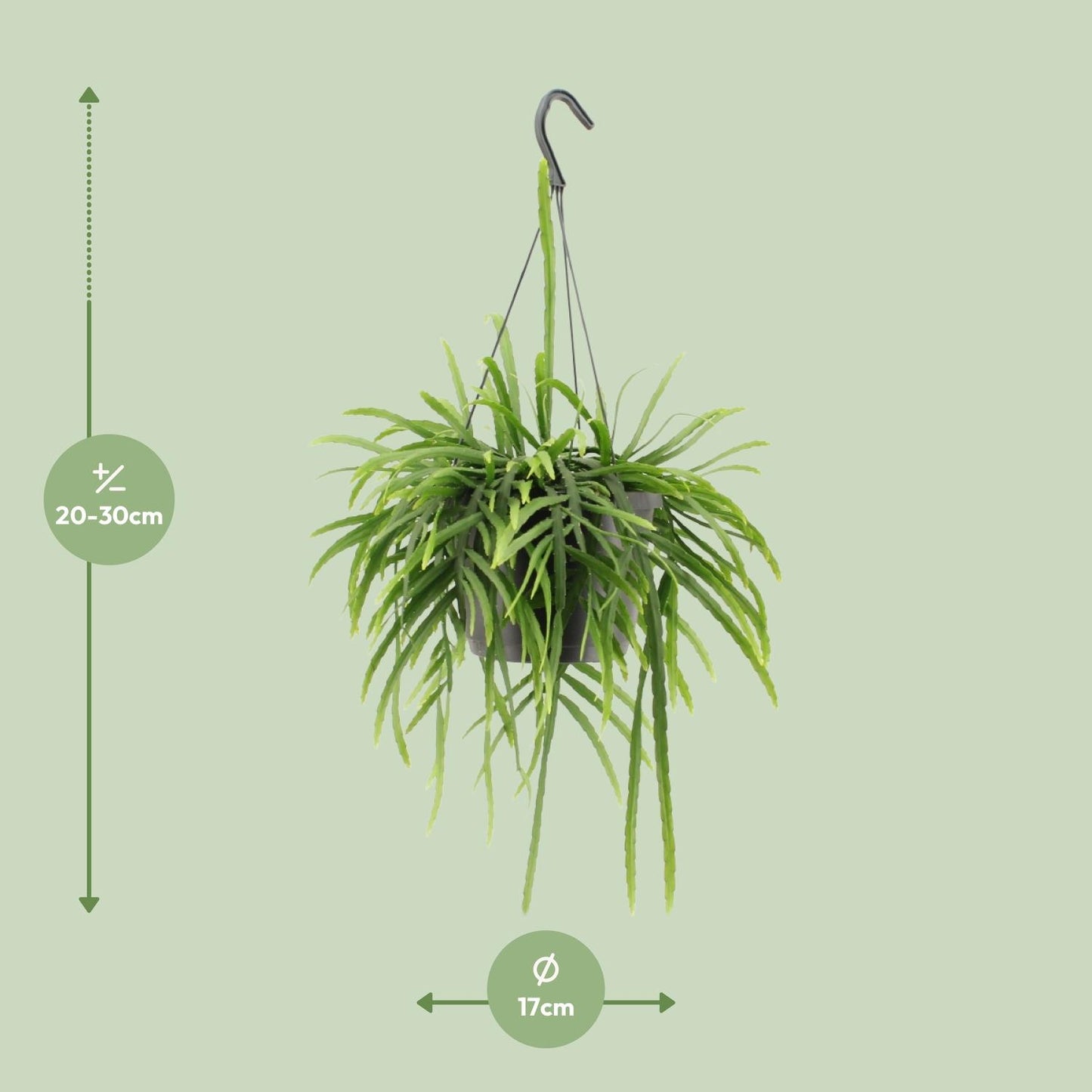 Lepismium Bolivianum - Ø17cm - ↕25cm von Pflanzfix24