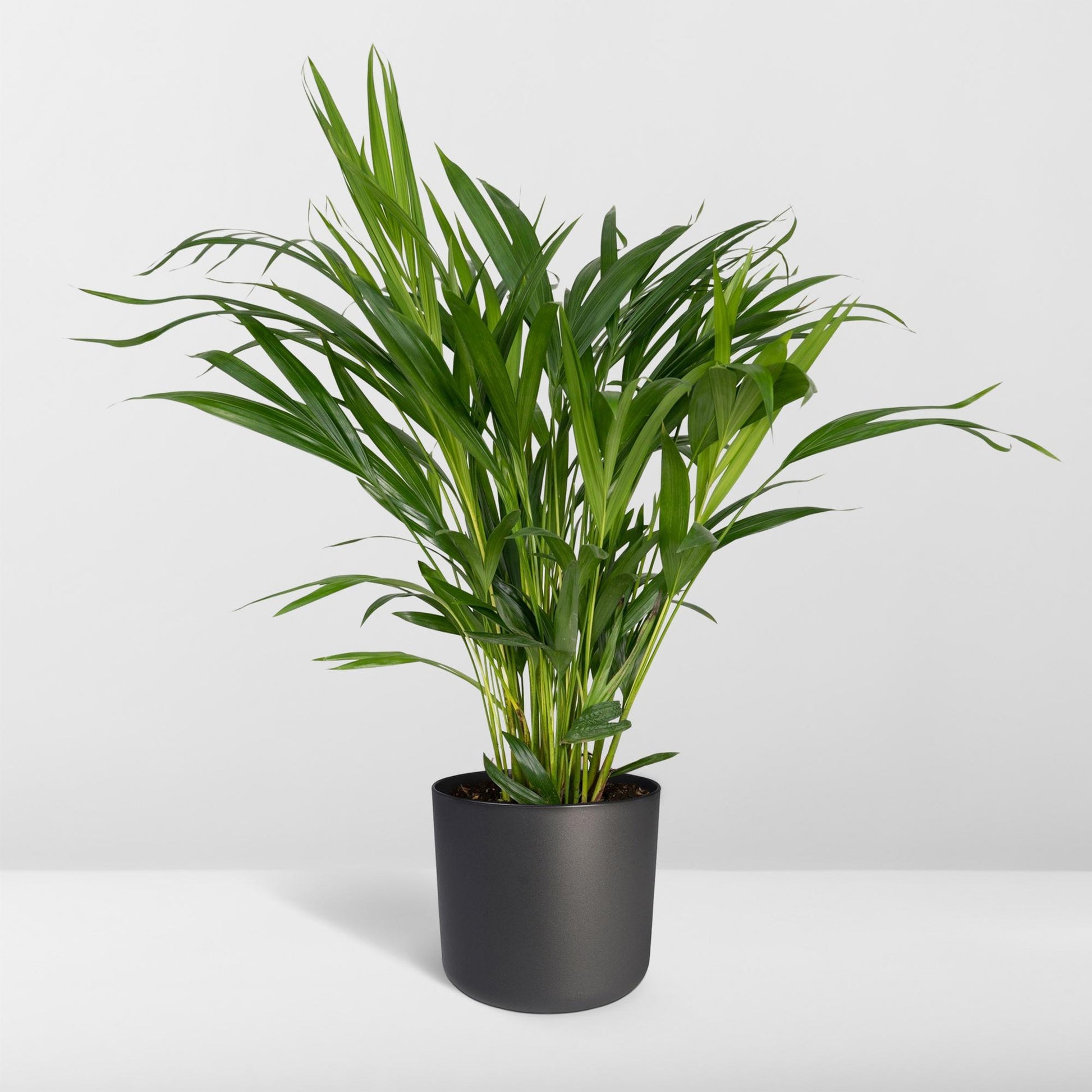 Dypsis Lutescens - Areca - Ø17cm - ↕60cm - Pflanzfix24.de - Pflanzfix24.de