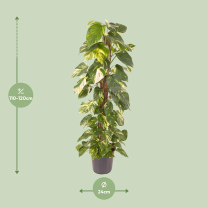 Epipremnum Pinnatum - Goldener Efeu - Ø24cm - Pflanzfix24