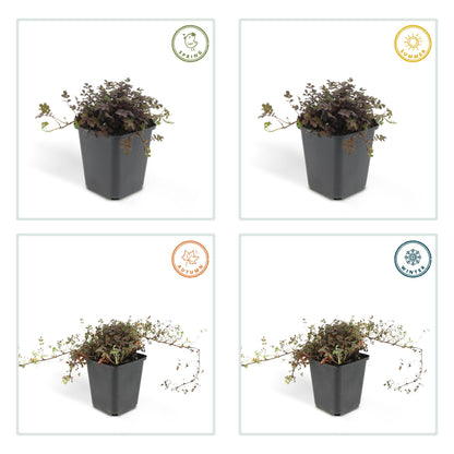 12x Acaena microphylla 'Kupferteppich' – Bodendecker – Pflanzfix24.de - Pflanzfix24.de