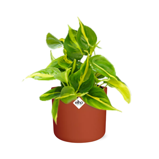 Philodendron Scandens ‘Brasil’ in ELHO b.for soft rond 14cm brique - Pflanzfix24