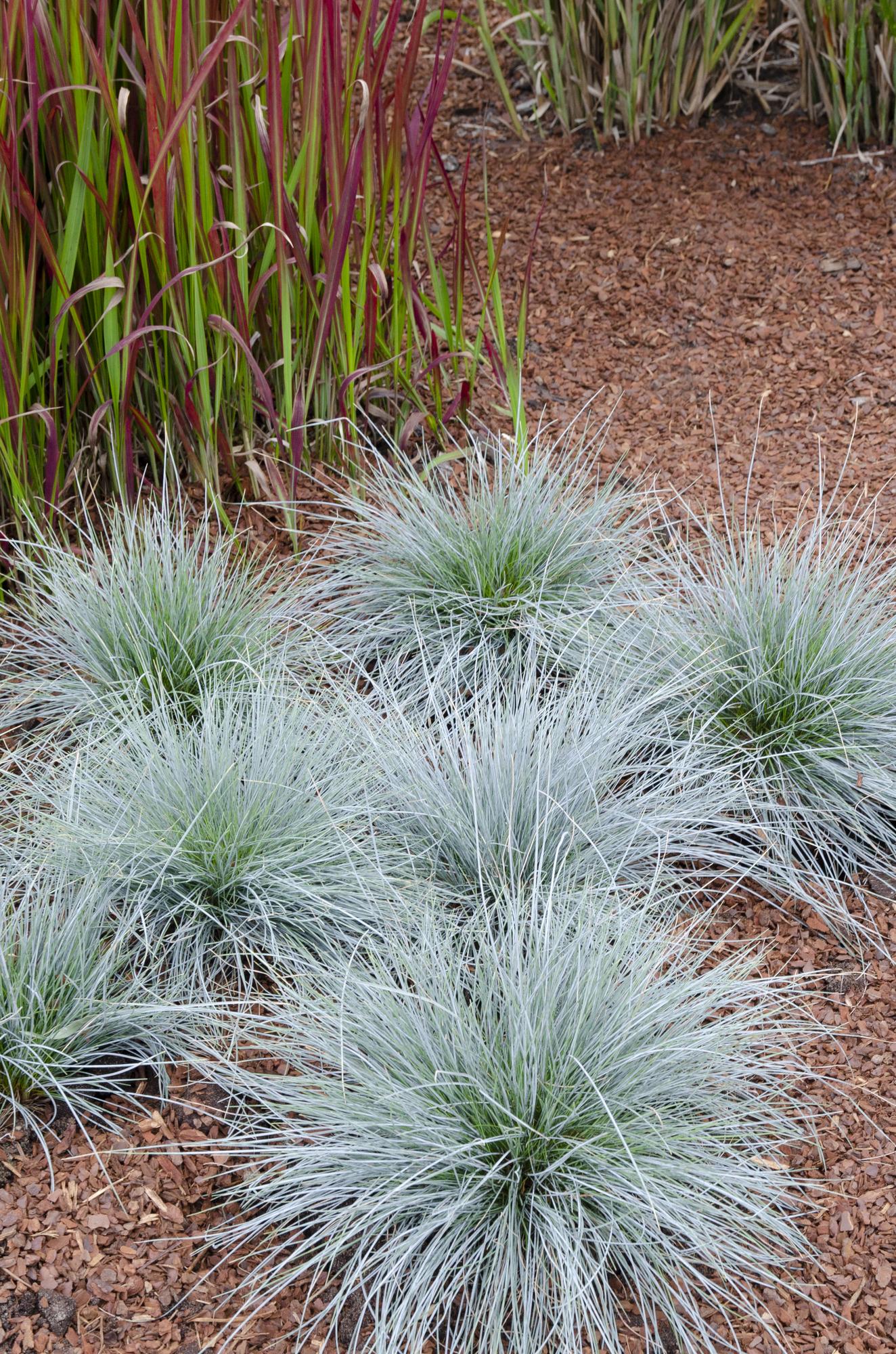 Festuca glauca Azura Blue - Ø19 - ↨40cm - Pflanzfix24