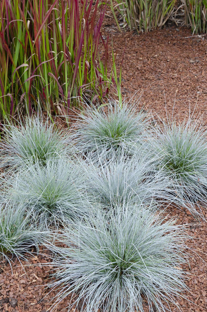 Festuca glauca Azura Blue - Ø19 - ↨40cm - Pflanzfix24