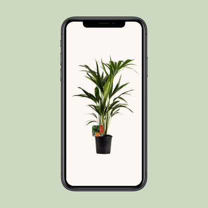 Kentia-Palme - Howea Forsteriana - Ø19cm - ↕100cm - Pflanzfix24