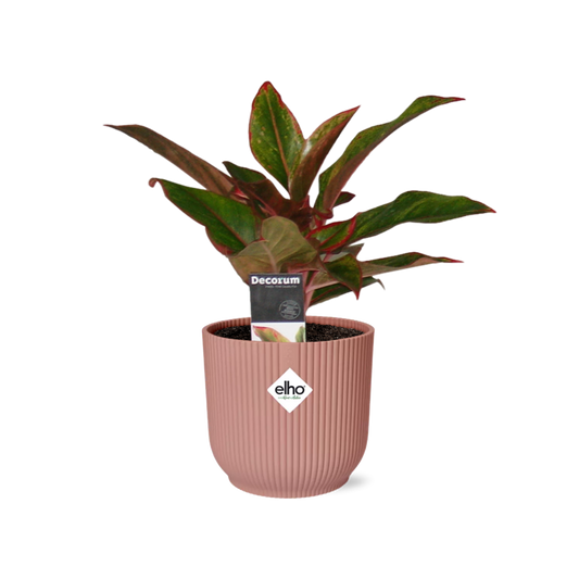 Aglaonema Crete in ELHO Vibes Fold 14cm roze - Pflanzfix24