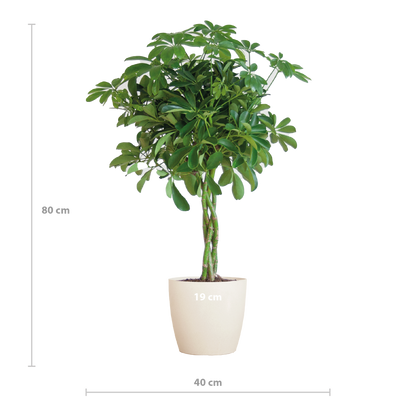 Schefflera Nora mit Viber-Topf – 70 cm – Pflanzfix24.de - Pflanzfix24.de
