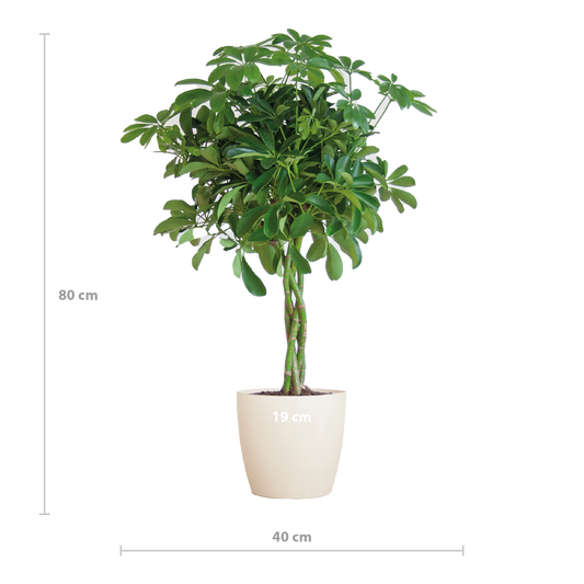 Schefflera Nora mit Viber-Topf – 70 cm – Pflanzfix24.de - Pflanzfix24.de