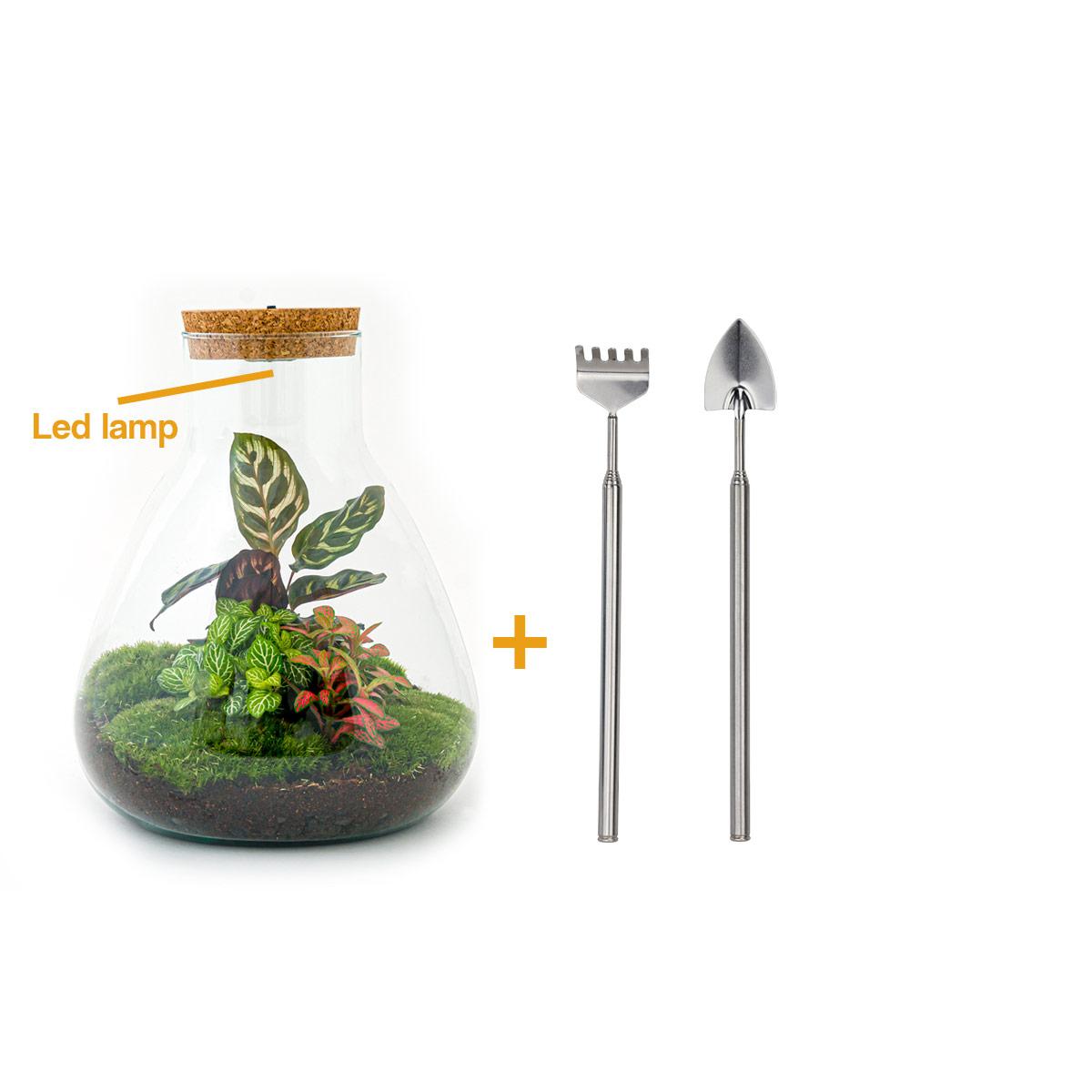 Flaschengarten - Sam Calathea mit Lampe - Pflanzfix24.de - Pflanzfix24.de
