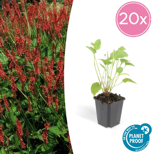 20x Persicaria amplexicaulis - ↕10-25cm - Ø9cm von Pflanzfix24.de - Pflanzfix24.de