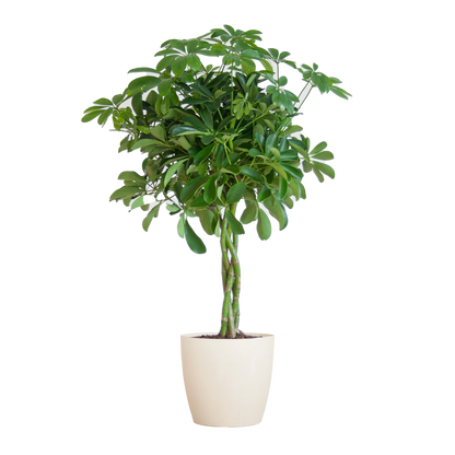 Schefflera Nora mit Viber-Topf – 70 cm – Pflanzfix24.de - Pflanzfix24.de