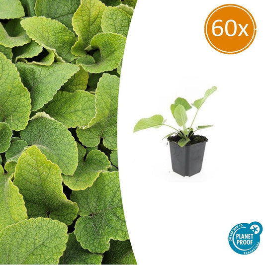 60x Phlomis russeliana - ↕10-25cm - Ø9cm - Pflanzfix24.de - Pflanzfix24.de