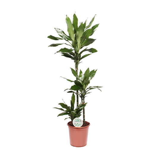 Dracaena Janet Lind - Ø24cm - ↕130cm bei Pflanzfix24.de - Pflanzfix24.de