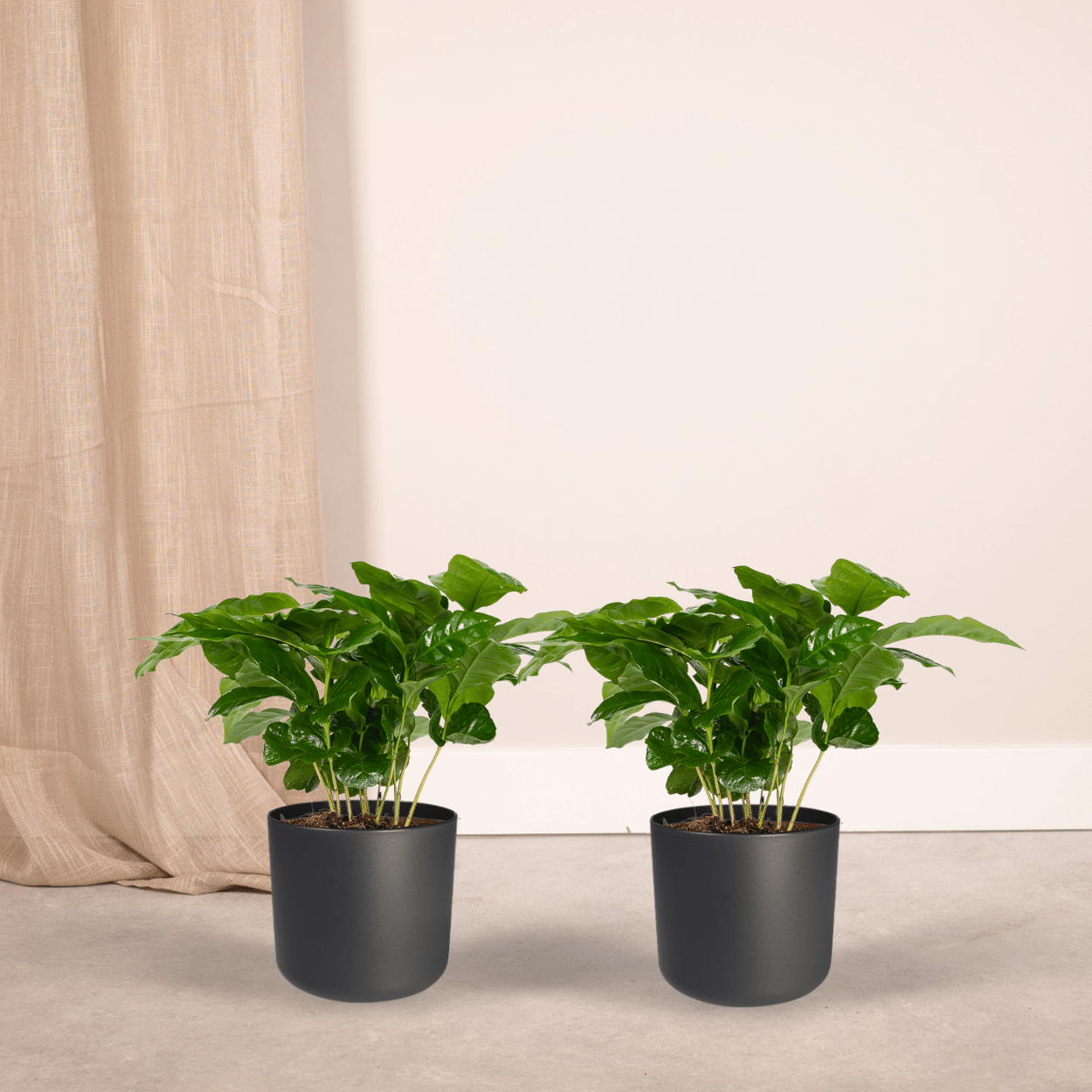 Coffea Arabica (Kaffeepflanze) - 2 Stücke - Pflanzfix24.de - Pflanzfix24.de