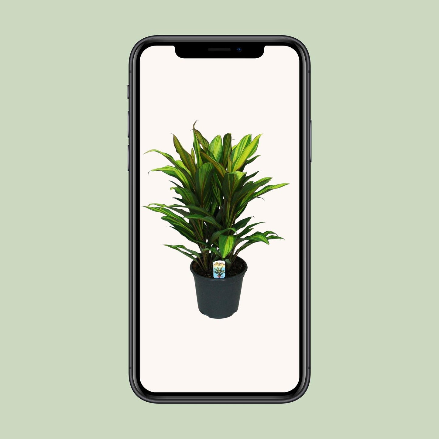 Cordyline Fruticosa Kiwi - Ø19cm - ↕55cm - Pflanzfix24