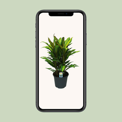 Cordyline Fruticosa Kiwi - Ø19cm - ↕55cm - Pflanzfix24