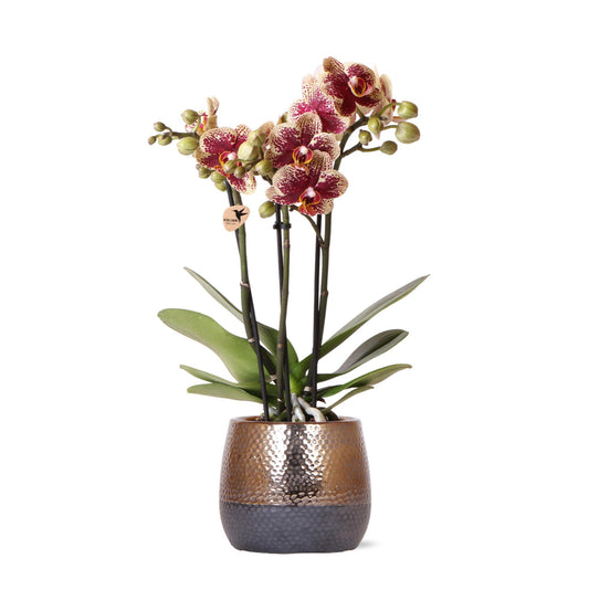 Phalaenopsis Orchidee Spanien Gelb-Rot im Kupfertopf – 9cm | Pflanzfix24.de - Pflanzfix24.de