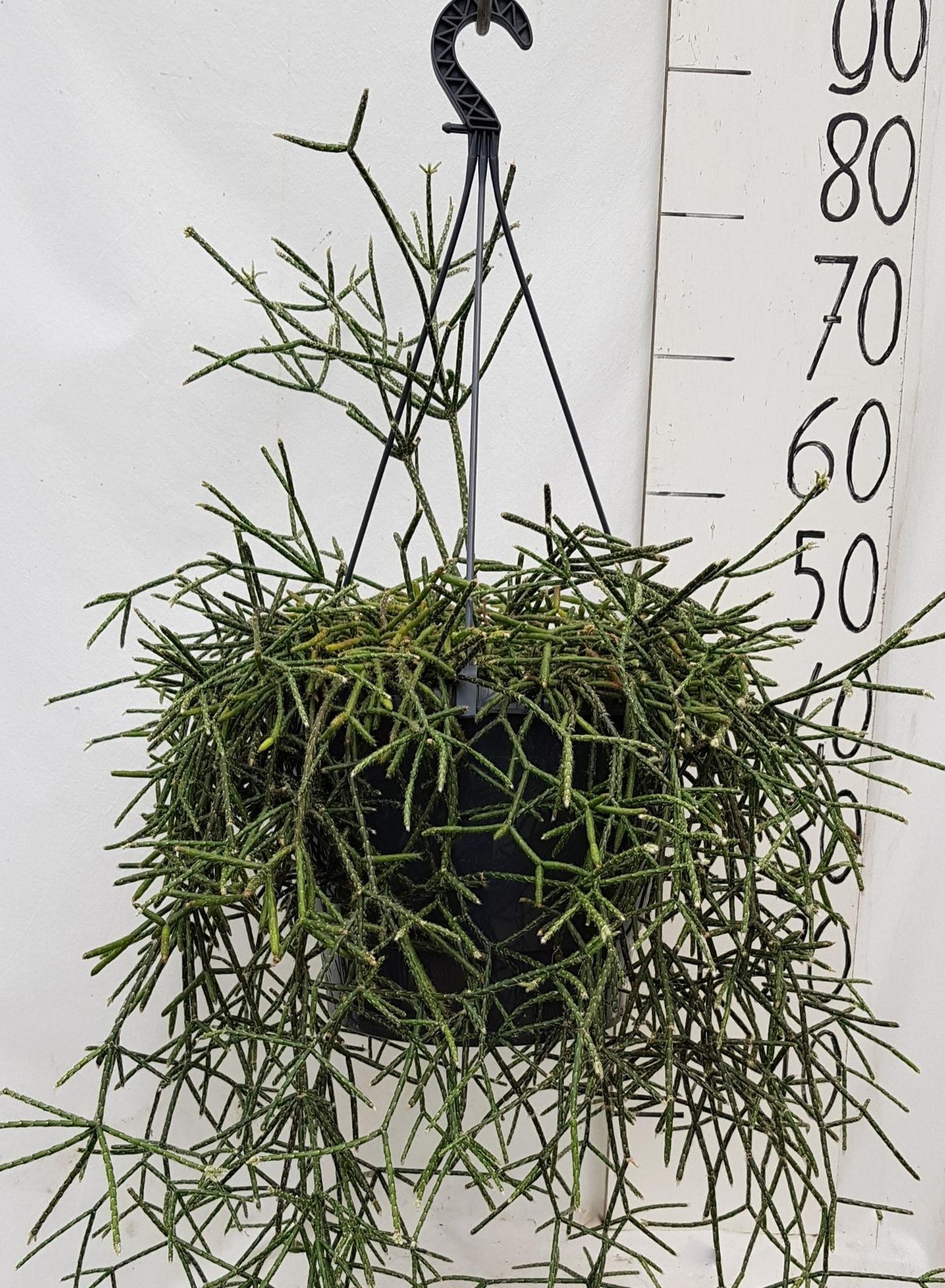 Rhipsalis Pilocarpa 25cm - Ø25cm - ↕50cm bei Pflanzfix24