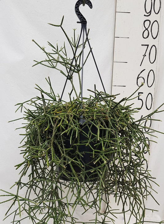 Rhipsalis Pilocarpa 25cm - Ø25cm - ↕50cm bei Pflanzfix24