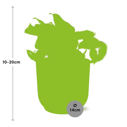 Epipremnum Pinnatum Happy Leaf in ELHO Vibes Fold 14cm roze bei Pflanzfix24
