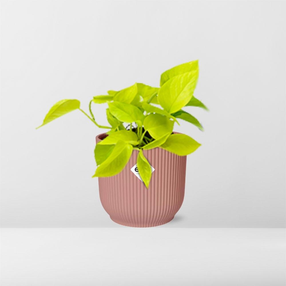 Epipremnum Pinnatum 'Golden Pothos' - pflanzfix24