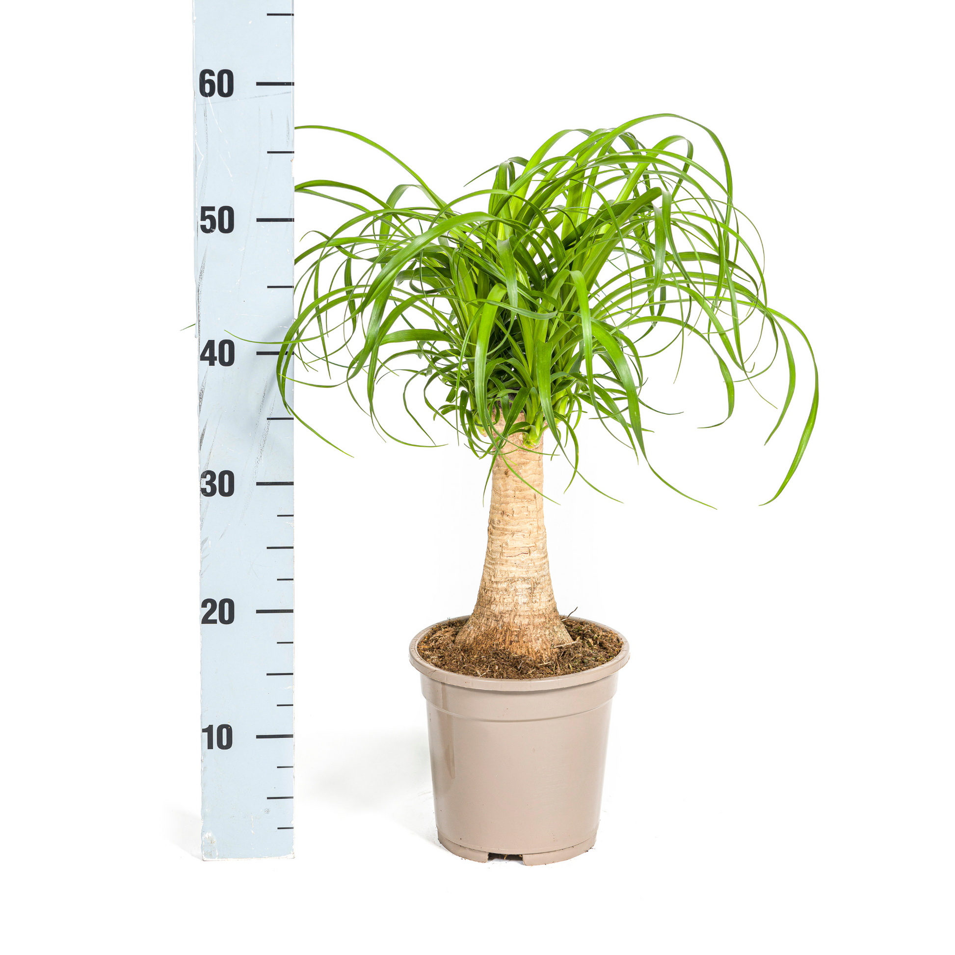 Beaucarnea Recurvata Stamm Ø17cm - ↕40 - 60cm - Pflanzfix24.de - Pflanzfix24.de