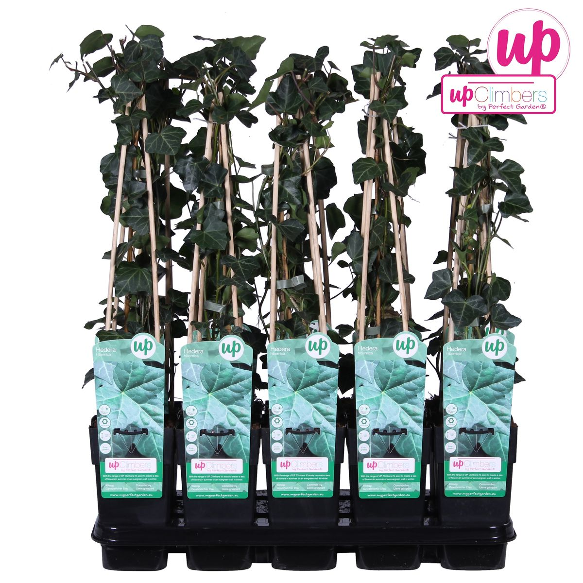 Hedera hibernica - Ø15cm - ↕65cm bei Pflanzfix24