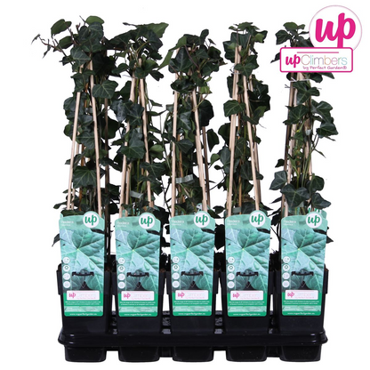 Hedera hibernica - Ø15cm - ↕65cm bei Pflanzfix24