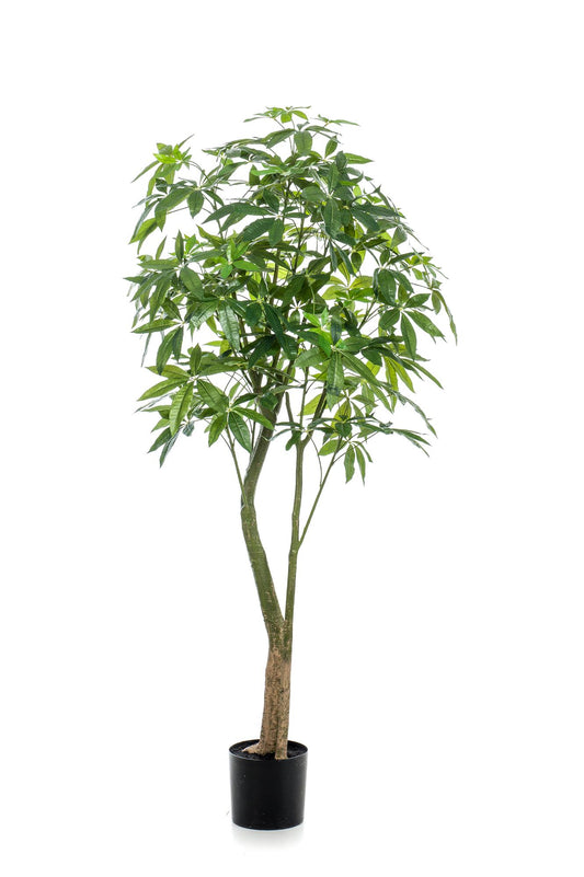 Kunstpflanze Pachira Aquatica 180 cm – Glückskastanie & Pflegeleicht | Pflanzfix24.de - Pflanzfix24.de