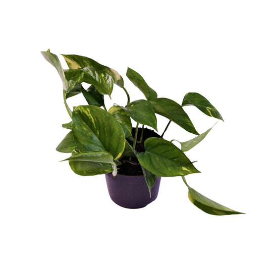 Scindapsus Aureum 12cm – Pflegeleicht & elegant | Pflanzfix24.de - Pflanzfix24.de