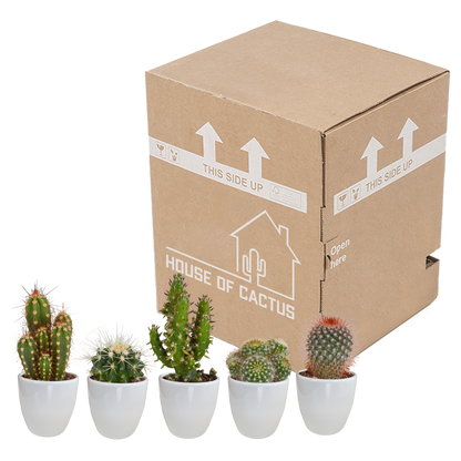 Kakteenmischung 5,5 cm - 5x - in witte pot - Pflanzfix24.de - Pflanzfix24.de