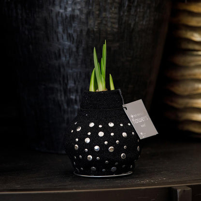 No Water Flowers® (wax amaryllis) | Fashionz Streetlife - Studs + Red flower - Pflanzfix24