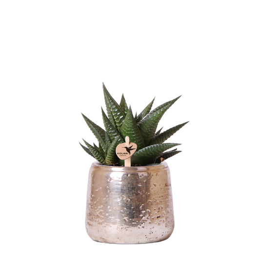 Kolibri Greens Haworthia Limifolia Sukkulente Ø9cm Luxustopf Silber | Pflanzfix24.de - Pflanzfix24.de