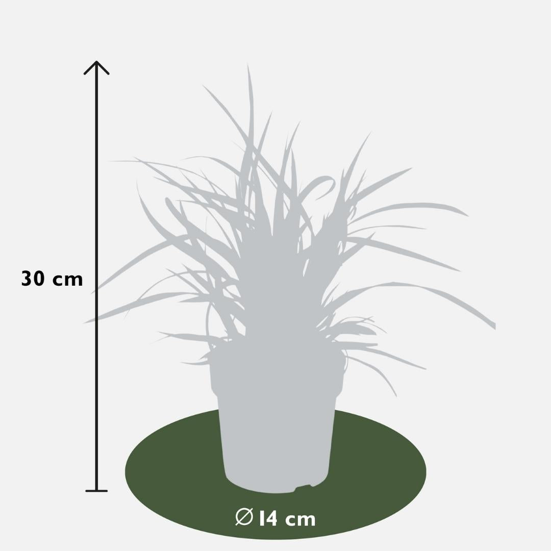3 x Carex morrowi 'Ice Dance' - Ø 14 cm - ↨ 25 cm - Pflanzfix24