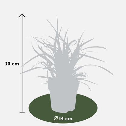 3 x Carex morrowi 'Ice Dance' - Ø 14 cm - ↨ 25 cm - Pflanzfix24