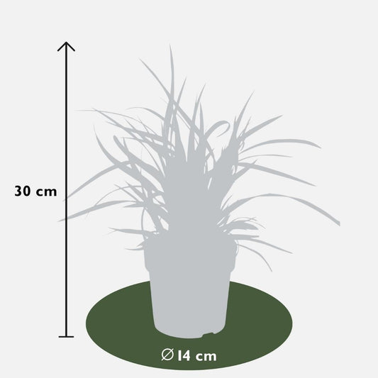 3 x Carex morrowi 'Ice Dance' - Ø 14 cm - ↨ 25 cm - Pflanzfix24
