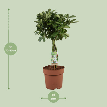 Schefflera Arboricola Nora - Ø21cm - ↕80cm - Pflanzfix24