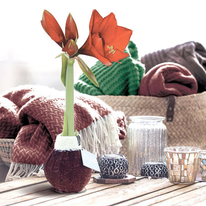 No Water Flowers® Fashionz Cozy Wooly Mix (3 pack) + Red flower - Pflanzfix24