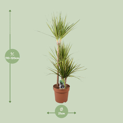 Dracaena Marginata Sunray - Ø21cm - ↕120cm - Pflanzfix24