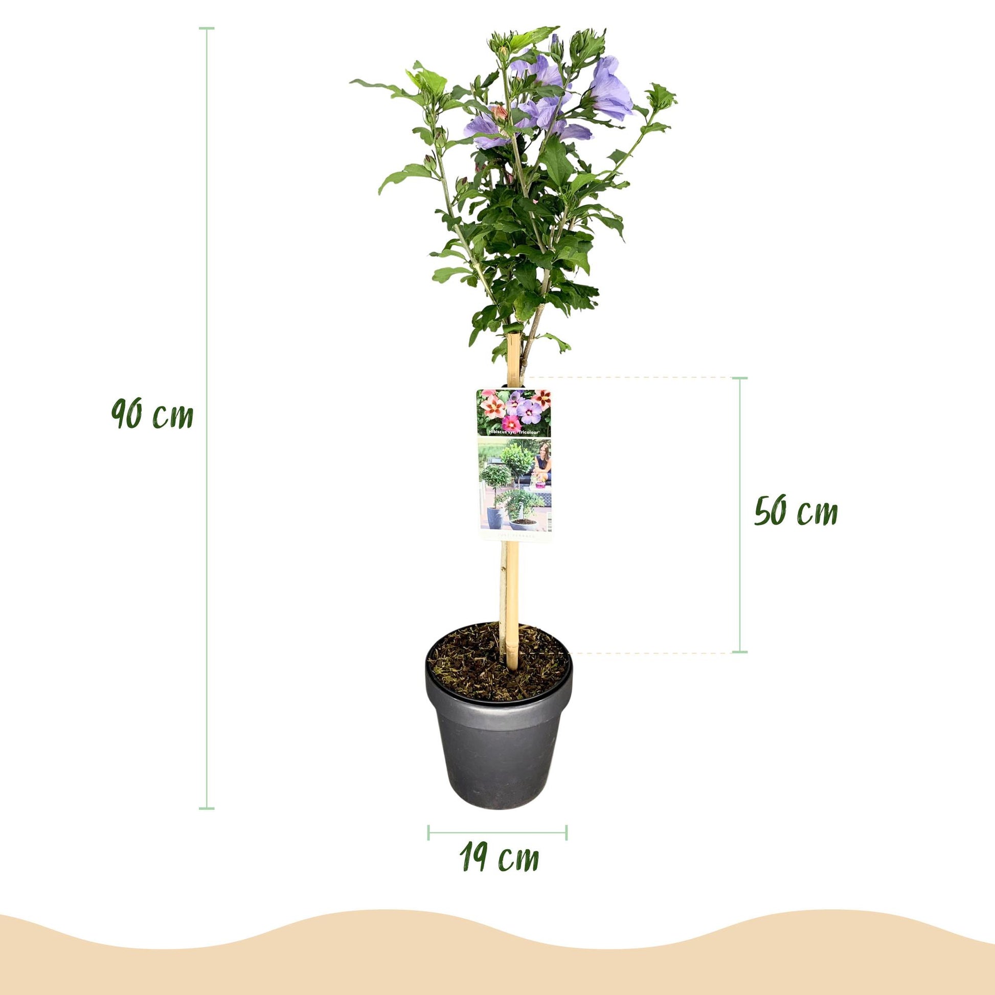 GreenboutiQ - Hibiscus syriacus Tricolour - Stamm-Pflanze - Terrassenpflanze - Topf 19cm - Pflanzfix24.de - Pflanzfix24.de