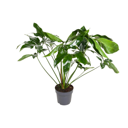 Philodendron Green Wonder 24cm – XXL Zimmerpflanze | Pflanzfix24.de - Pflanzfix24.de
