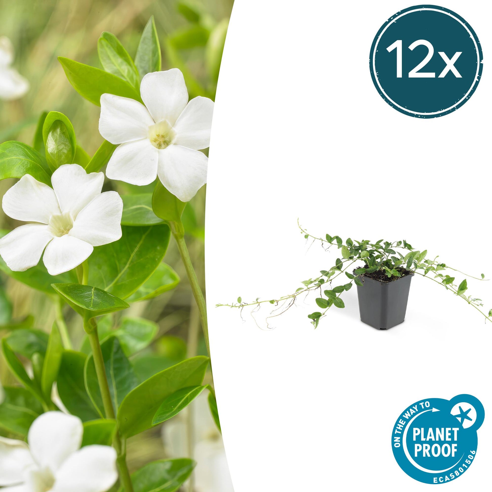 12x Vinca minor 'Alba' – Weißer Bodendecker | Pflanzfix24.de - Pflanzfix24.de
