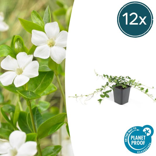 12x Vinca minor 'Alba' – Weißer Bodendecker | Pflanzfix24.de - Pflanzfix24.de