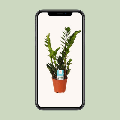 Zamioculcas Zamiifolia 45cm - Zimmerpflanze bei Pflanzfix24