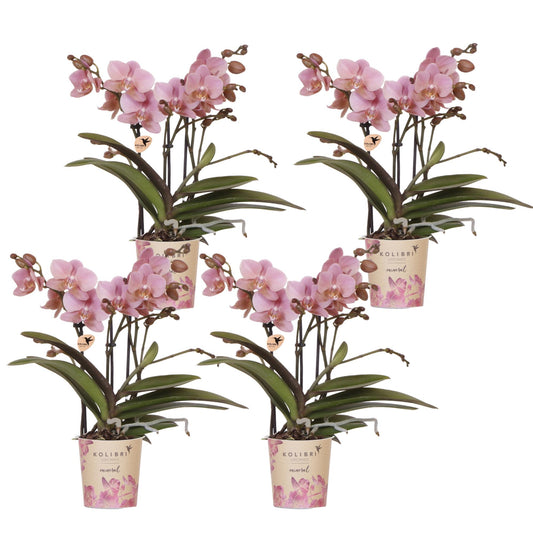 Kolibri Orchids | KOMBI-ANGEBOT mit 4 Phalaenopsis-Orchideen - Treviso - Topfgröße Ø9cm - Pflanzfix24